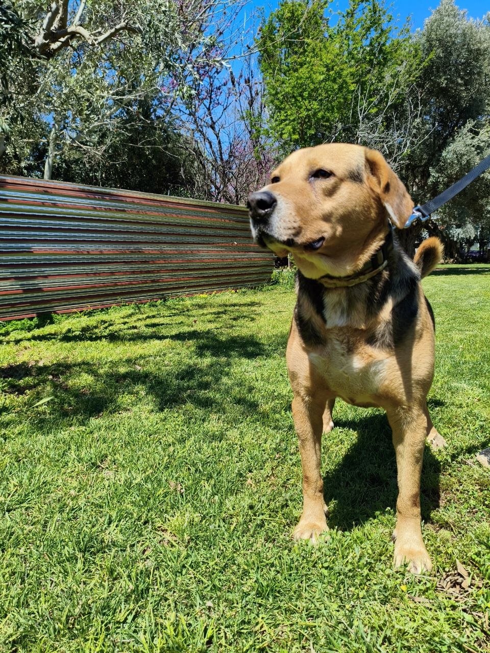 Εγκαταλελειμμένο Σκυλάκι Αναζητά Αγάπη και Μόνιμο Σπίτι